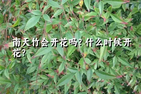 南天竹会开花吗？什么时候开花？