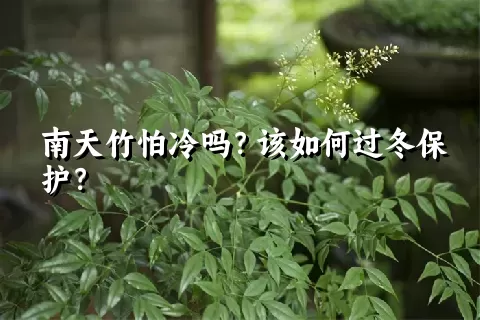 南天竹怕冷吗？该如何过冬保护？