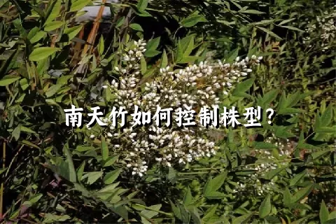 南天竹如何控制株型？