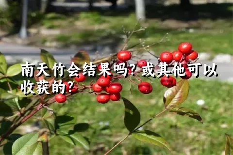 南天竹会结果吗？或其他可以收获的？