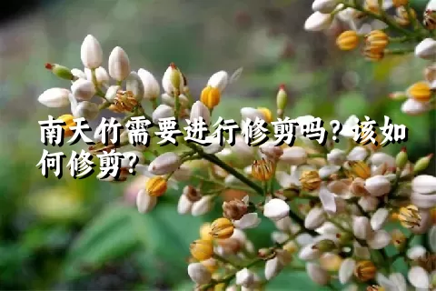 南天竹需要进行修剪吗？该如何修剪？