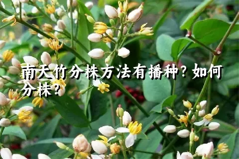 南天竹分株方法有播种？如何分株？