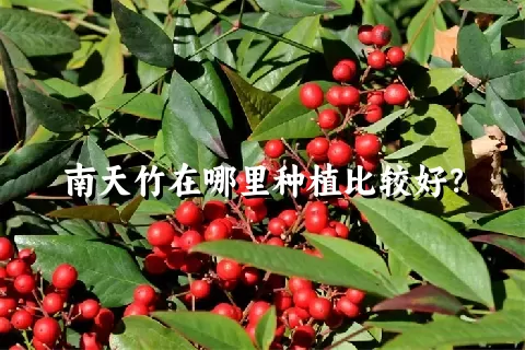 南天竹在哪里种植比较好？