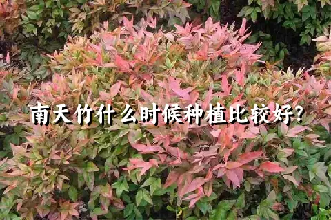 南天竹什么时候种植比较好？