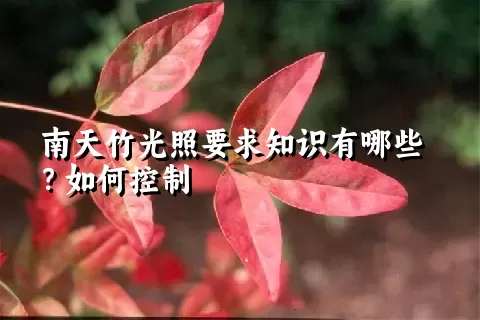 南天竹光照要求知识有哪些？如何控制