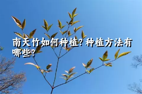 南天竹如何种植？种植方法有哪些？