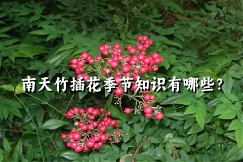 南天竹插花季节知识有哪些？