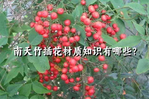 南天竹插花材质知识有哪些？