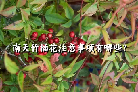 南天竹插花注意事项有哪些？