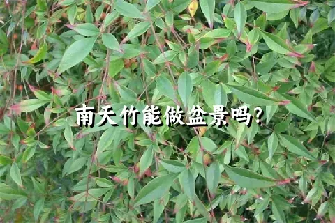 南天竹能做盆景吗？