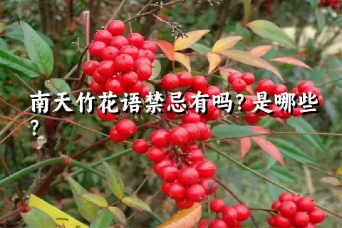 南天竹花语禁忌有吗？是哪些？