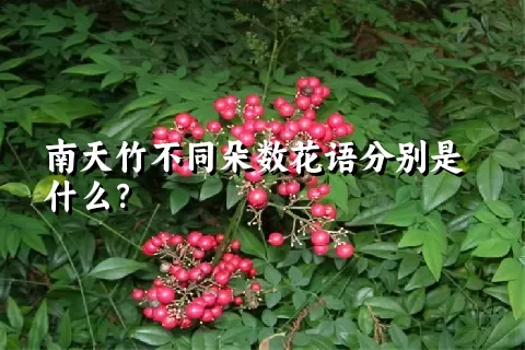 南天竹不同朵数花语分别是什么？