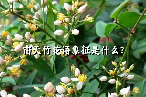 南天竹花语象征是什么？