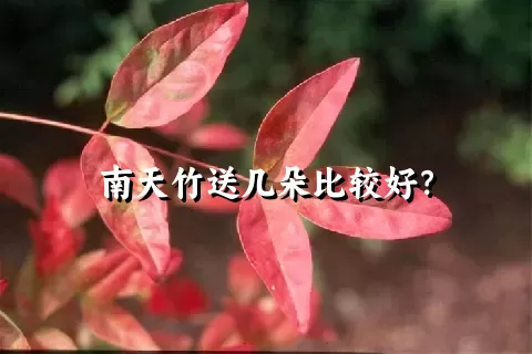 南天竹送几朵比较好？