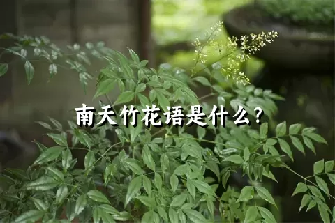 南天竹花语是什么？