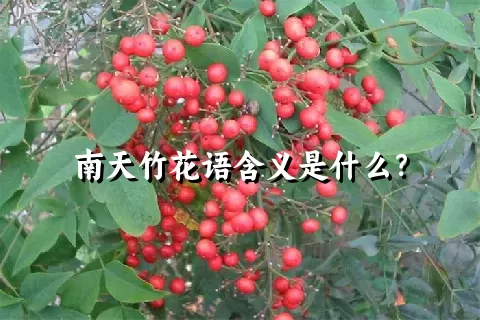 南天竹花语含义是什么？