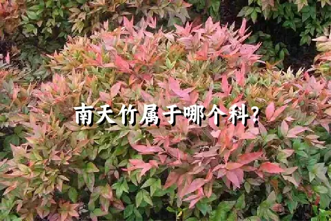 南天竹属于哪个科？