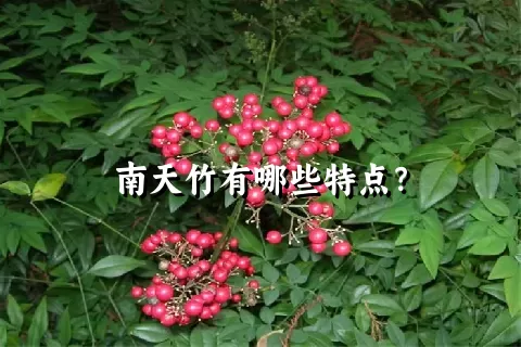 南天竹有哪些特点？