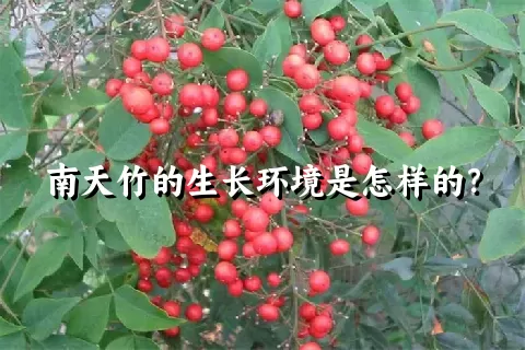 南天竹的生长环境是怎样的？