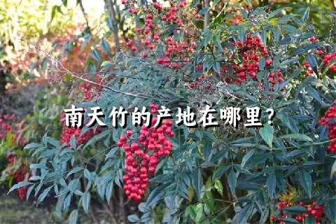 南天竹的产地在哪里？