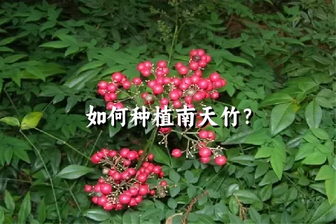 如何种植南天竹？