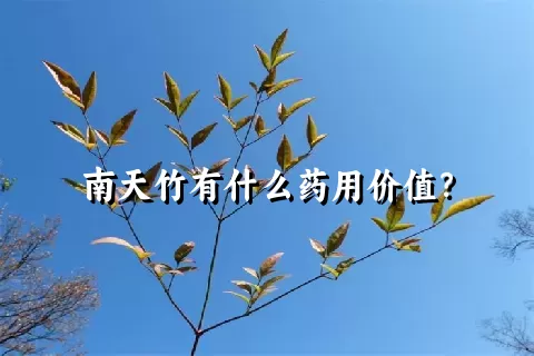 南天竹有什么药用价值？