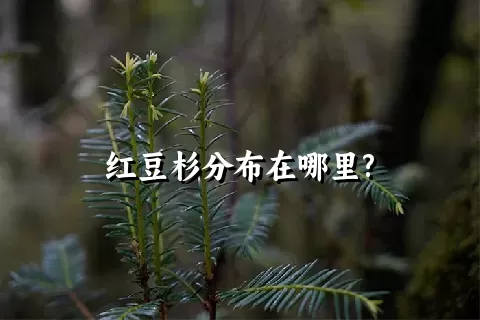 红豆杉分布在哪里?