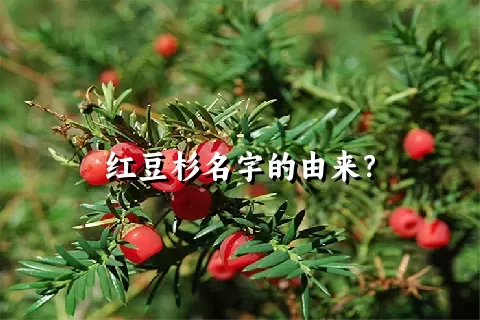 红豆杉名字的由来？