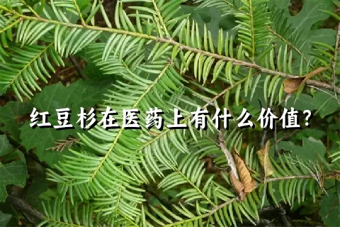 红豆杉在医药上有什么价值？