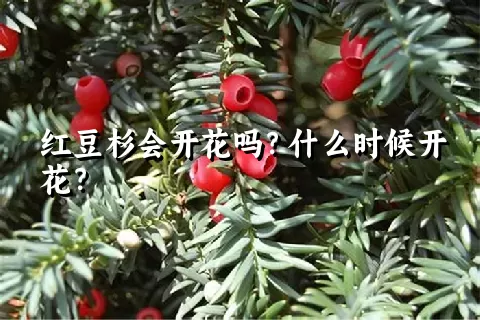 红豆杉会开花吗？什么时候开花？