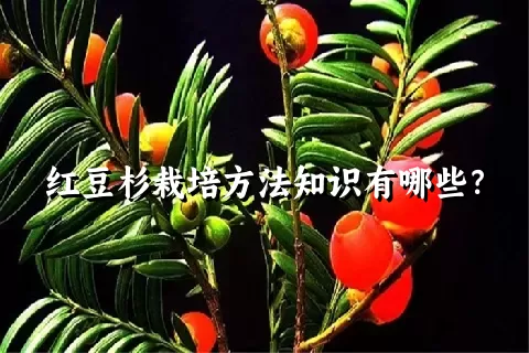 红豆杉栽培方法知识有哪些？