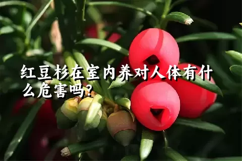 红豆杉在室内养对人体有什么危害吗？