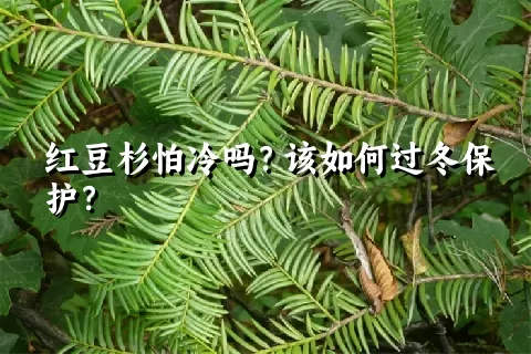 红豆杉怕冷吗？该如何过冬保护？