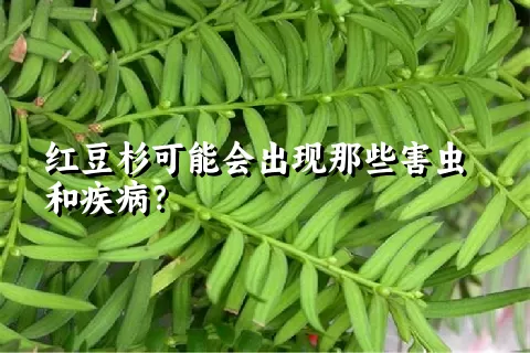 红豆杉可能会出现那些害虫和疾病？