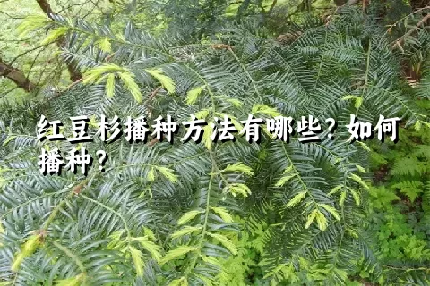 红豆杉播种方法有哪些？如何播种？