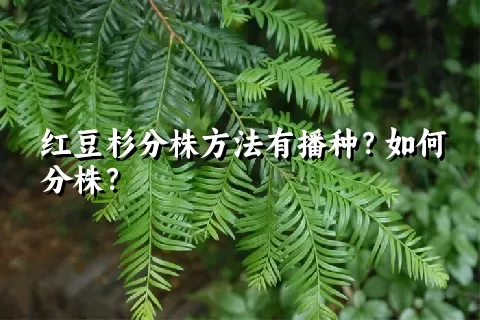 红豆杉分株方法有播种？如何分株？