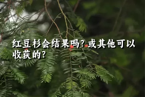 红豆杉会结果吗？或其他可以收获的？