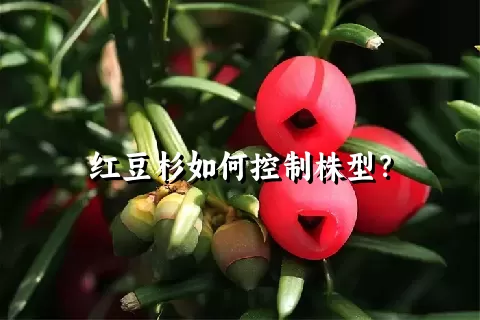 红豆杉如何控制株型？