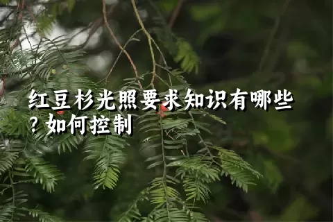 红豆杉光照要求知识有哪些？如何控制