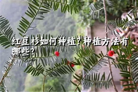 红豆杉如何种植？种植方法有哪些？