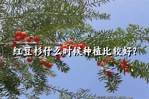 红豆杉什么时候种植比较好？