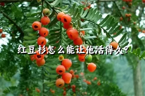 红豆杉怎么能让他活得久？