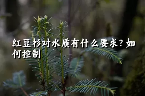 红豆杉对水质有什么要求？如何控制