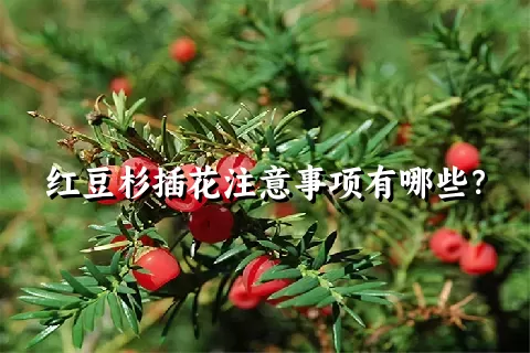 红豆杉插花注意事项有哪些？