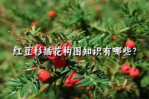 红豆杉插花构图知识有哪些？