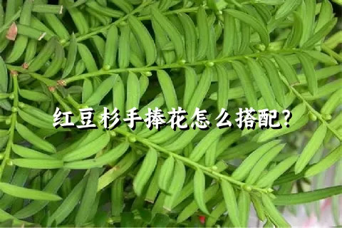 红豆杉手捧花怎么搭配？