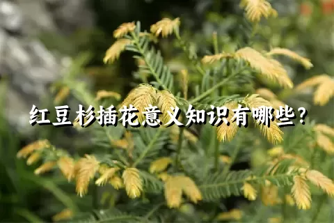 红豆杉插花意义知识有哪些？