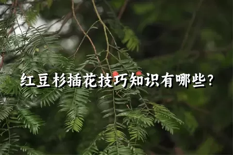 红豆杉插花技巧知识有哪些？