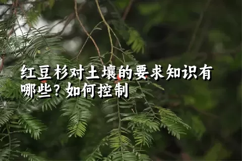 红豆杉对土壤的要求知识有哪些？如何控制