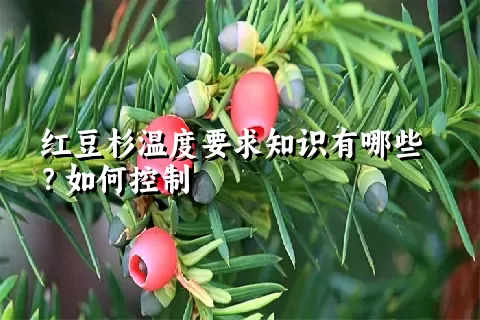 红豆杉温度要求知识有哪些？如何控制